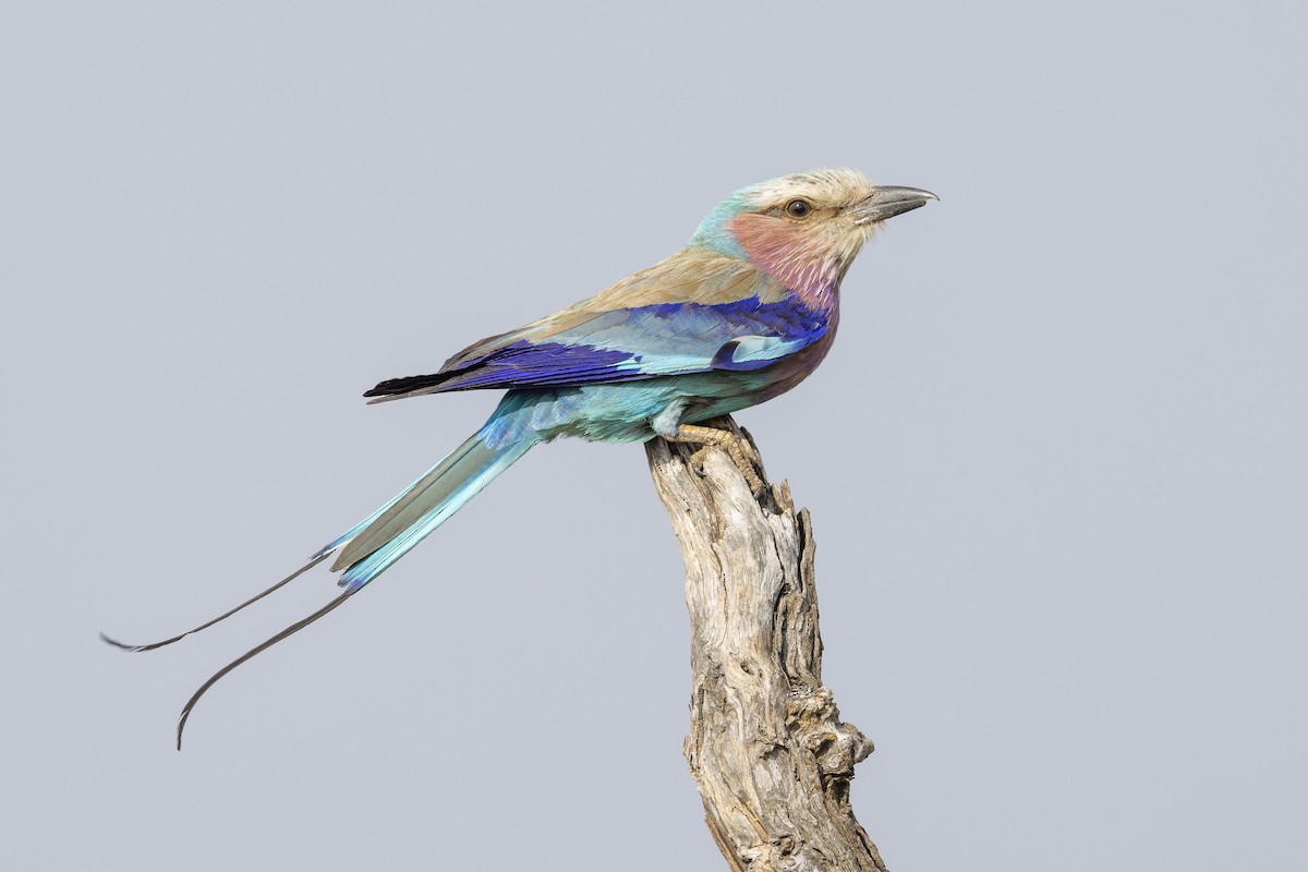 Lilac-breasted Roller - ML616037212