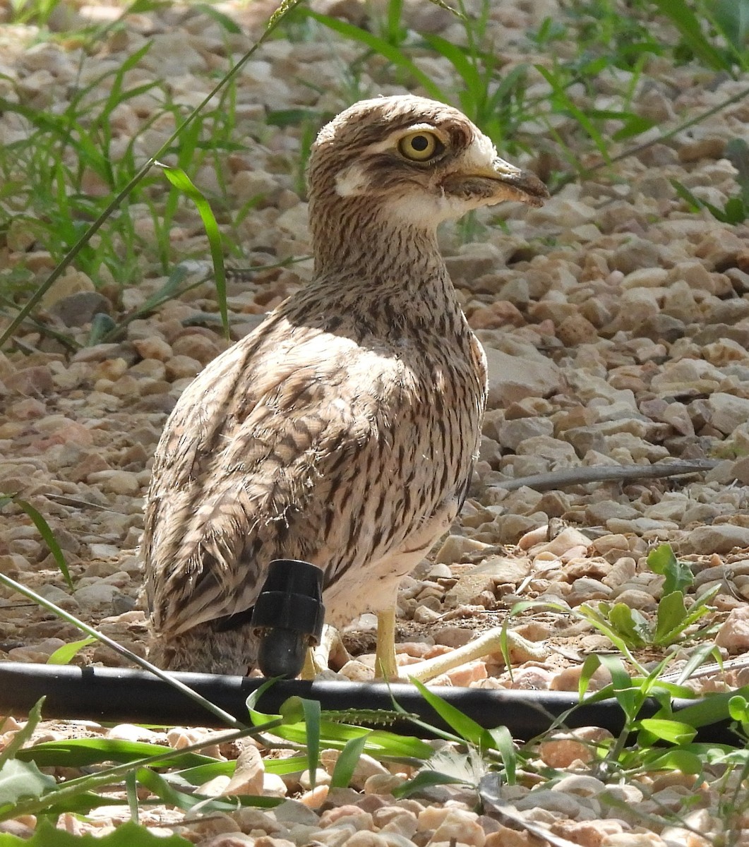 Spotted Thick-knee - ML616037215