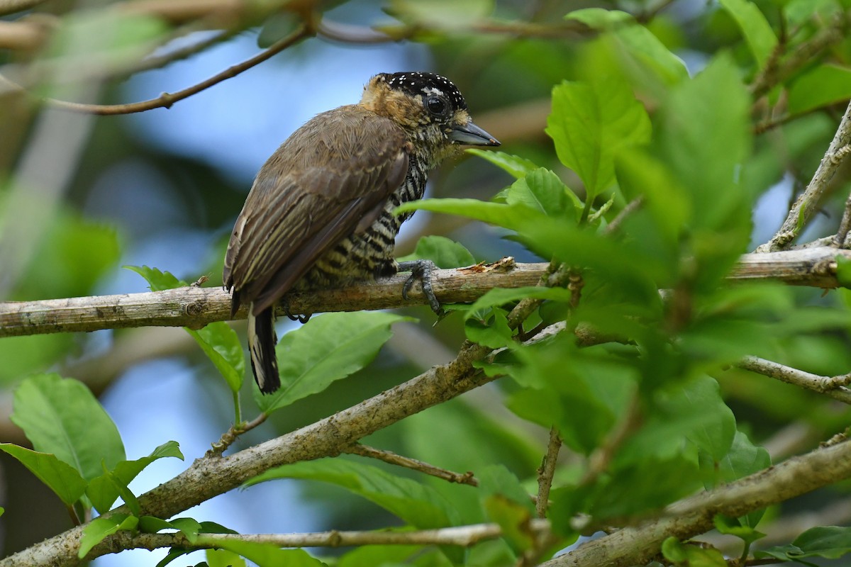 Ochre-collared Piculet - ML616037238