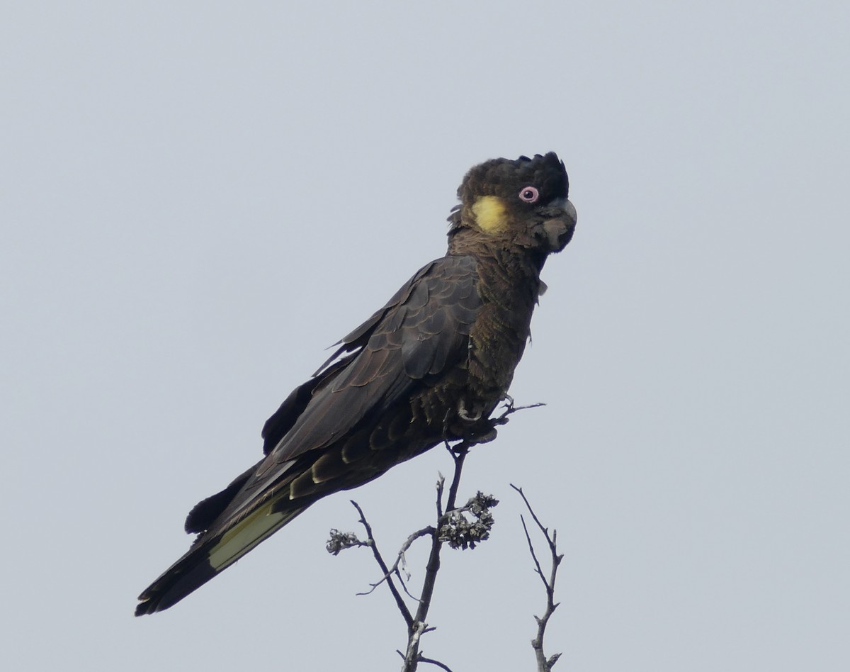 Yellow-tailed Black-Cockatoo - ML616037486