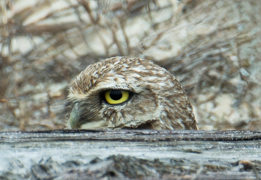 Burrowing Owl - Karen Chiasson