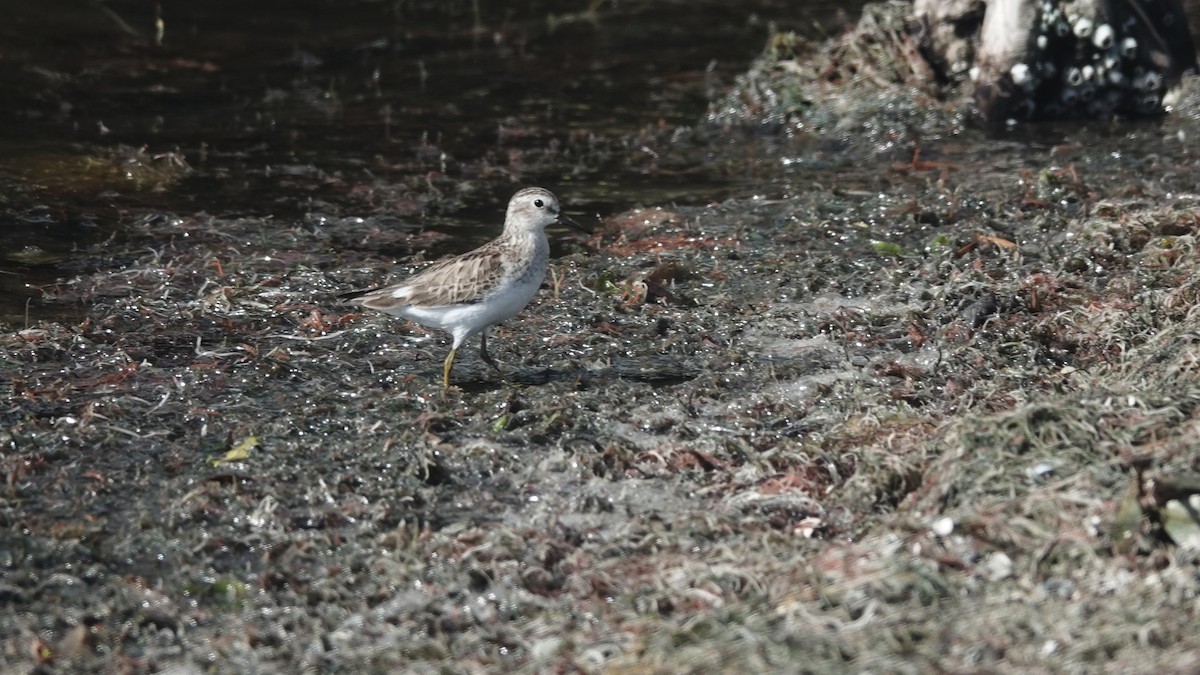 Least Sandpiper - Barry Day