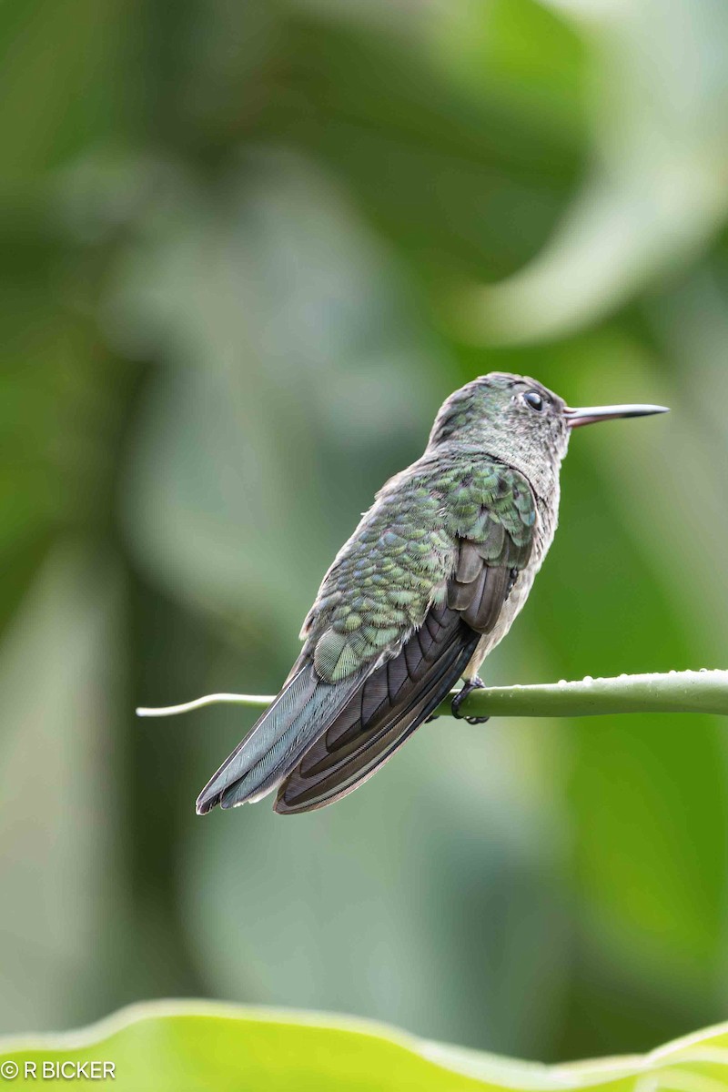 Scaly-breasted Hummingbird - ML616038122