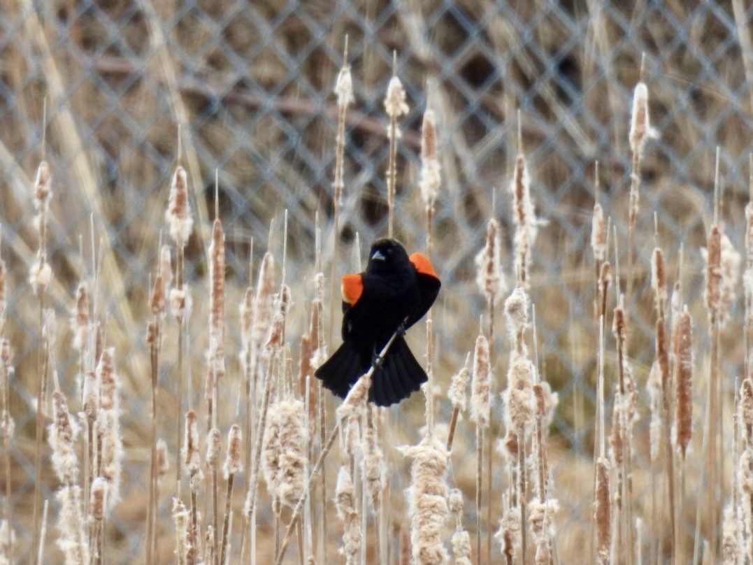 Red-winged Blackbird - ML616038188