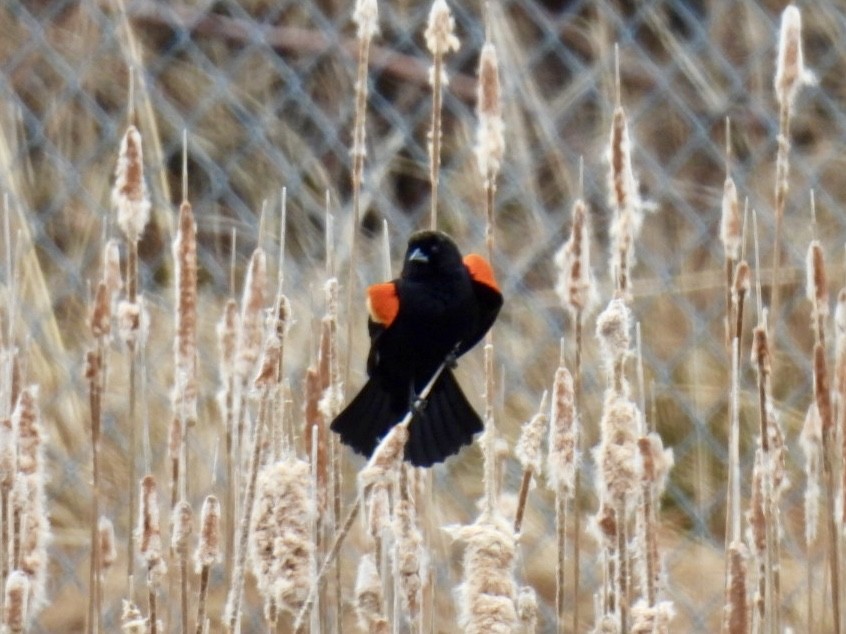 Red-winged Blackbird - ML616038189