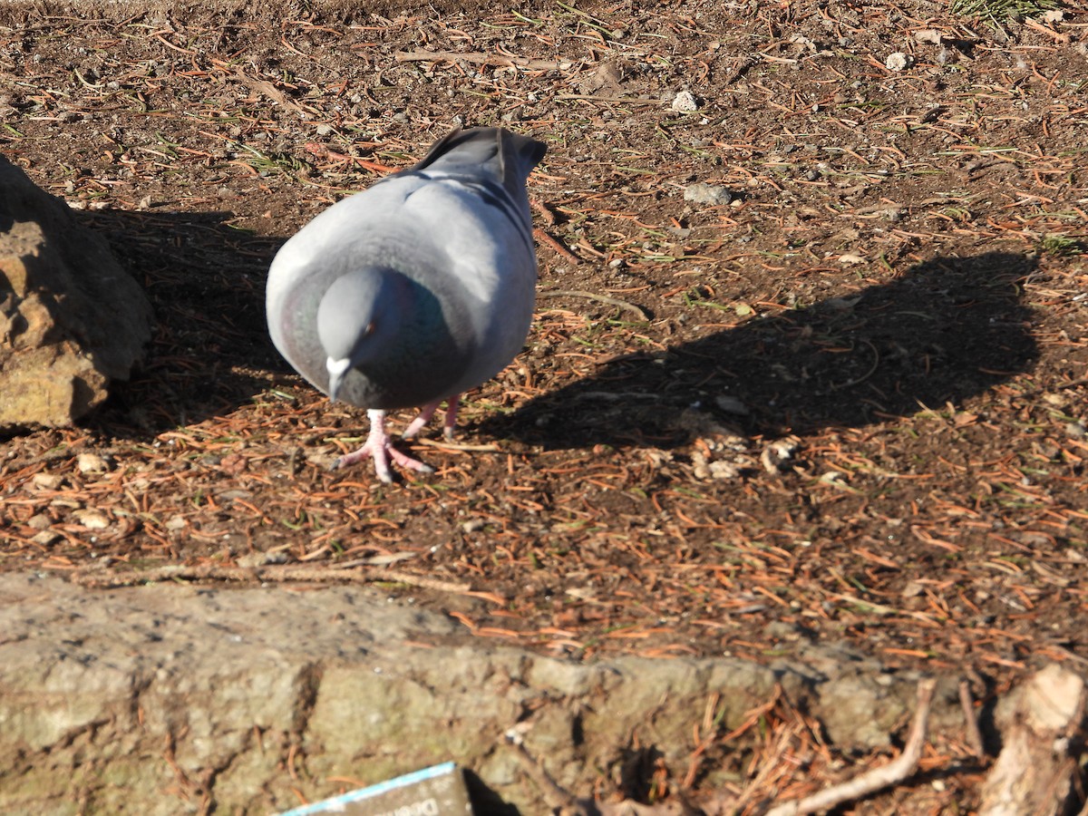 Rock Pigeon (Feral Pigeon) - ML616038214