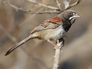  - Black-chested Sparrow