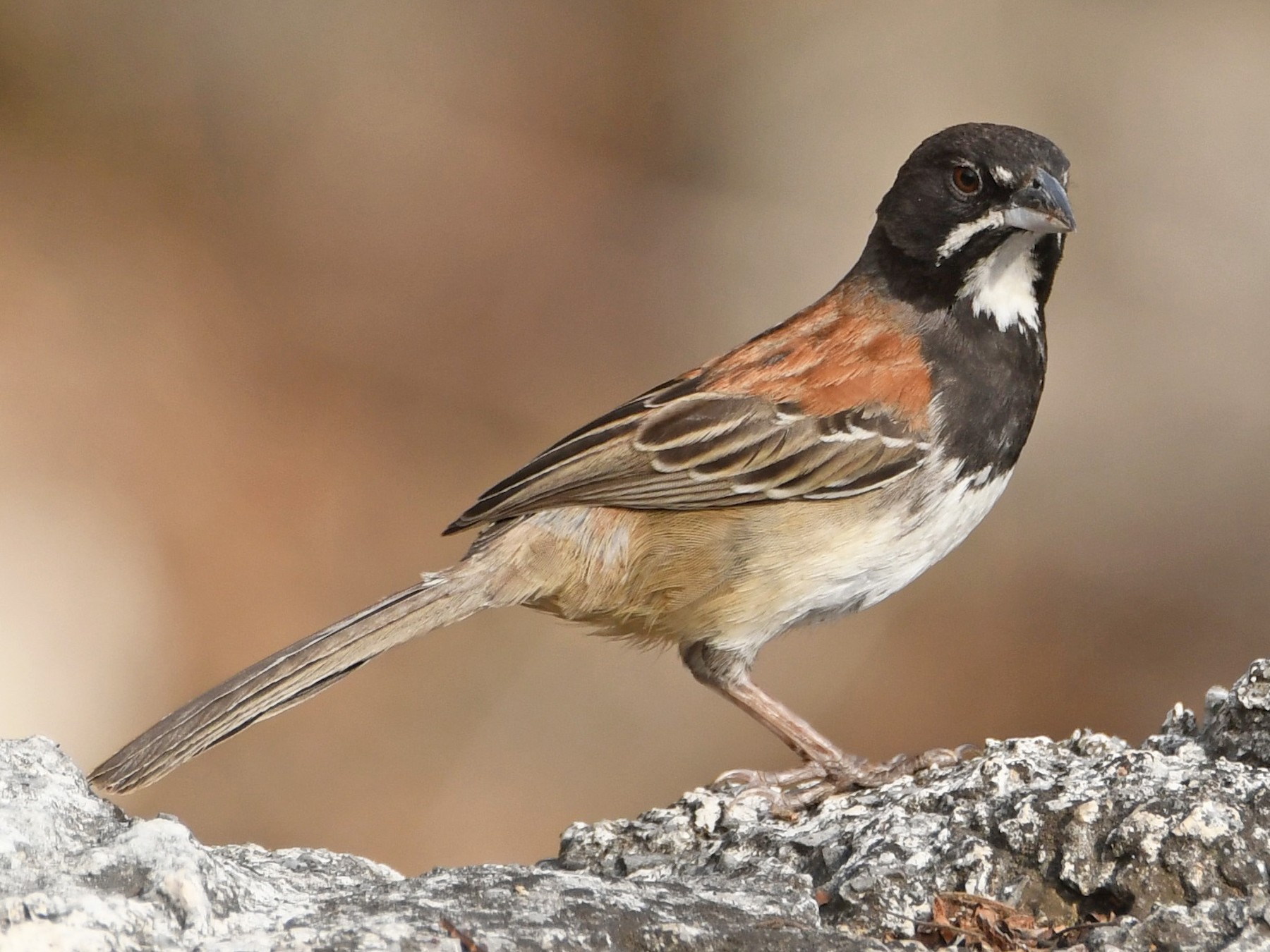 Black-chested Sparrow - Leonardo Guzmán (Kingfisher Birdwatching Nuevo León)