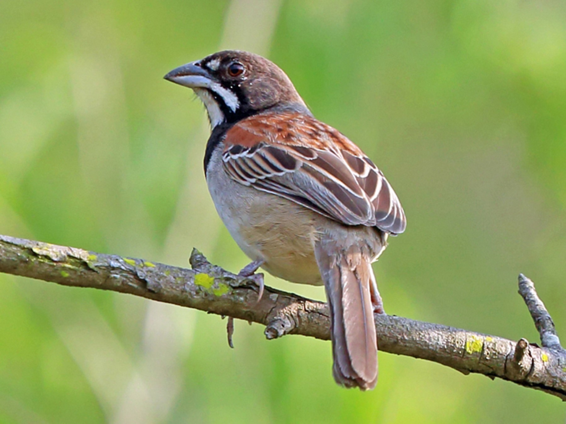 Black-chested Sparrow - Nigel Voaden