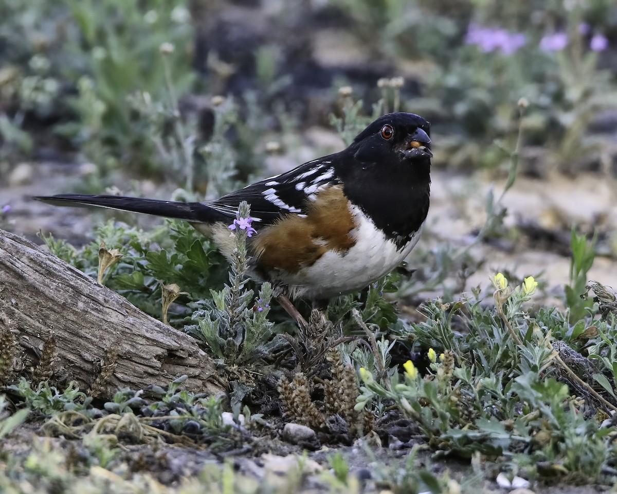 Spotted Towhee - ML616038398