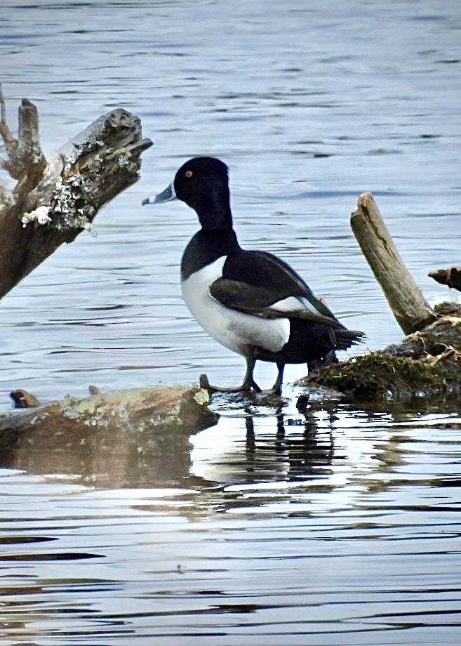 Ring-necked Duck - ML616038442