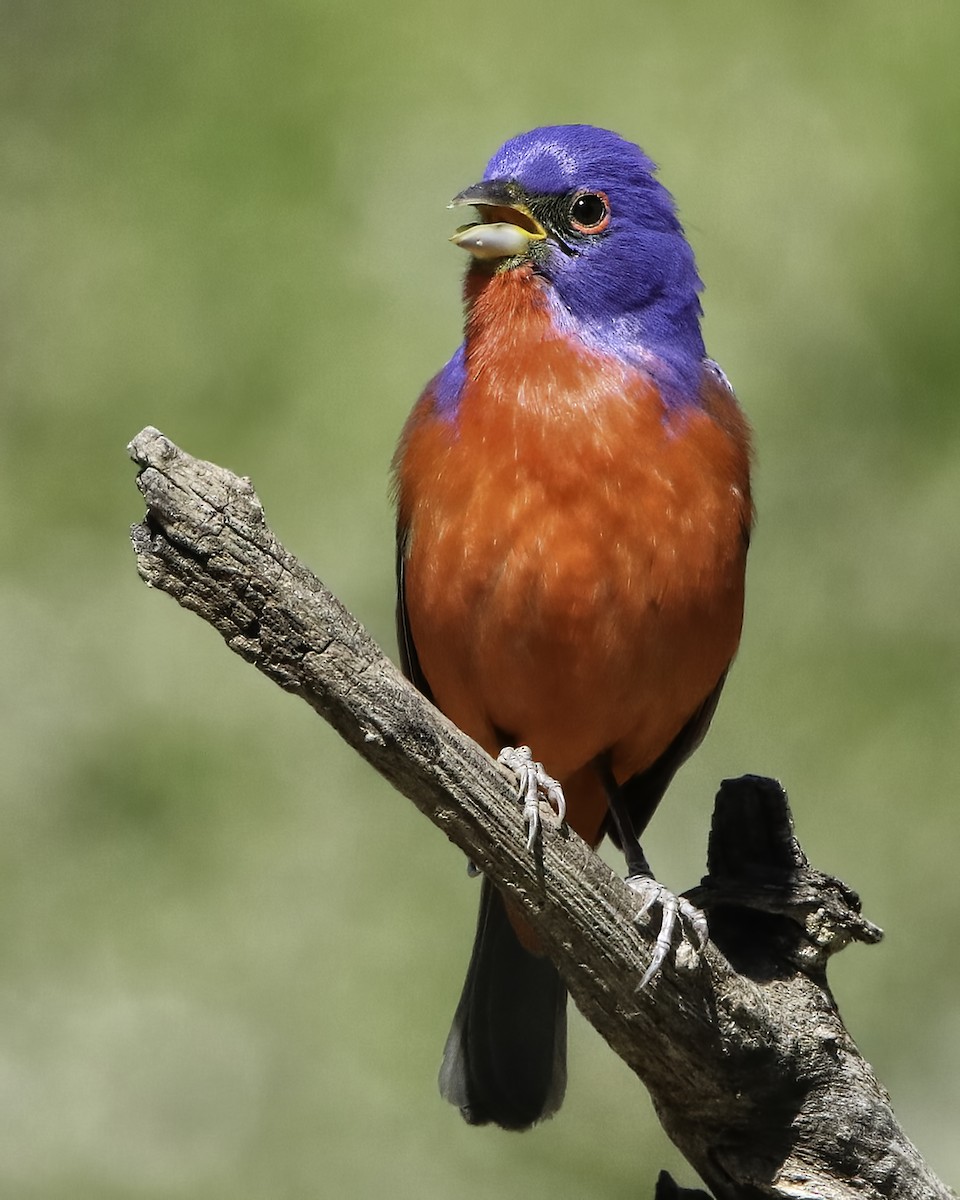 Painted Bunting - ML616038504