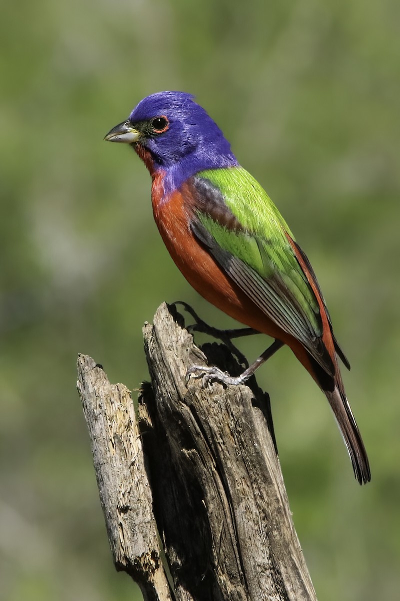 Painted Bunting - ML616038505