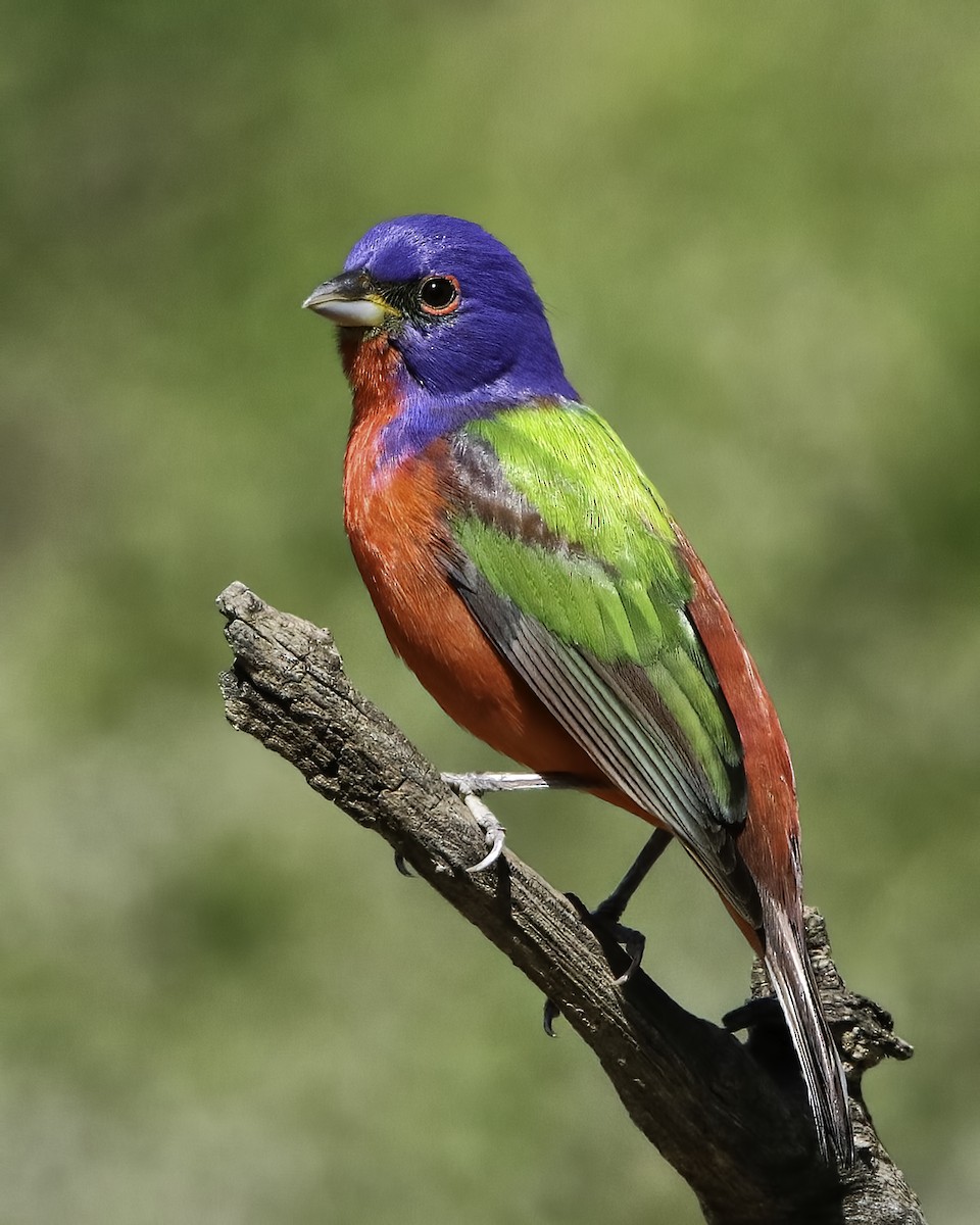 Painted Bunting - ML616038506