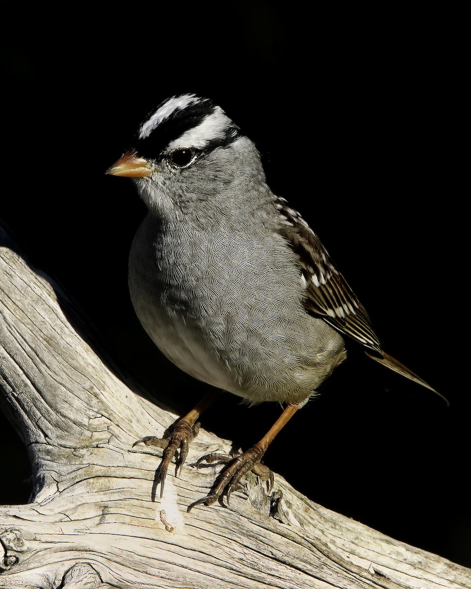 White-crowned Sparrow - Mike Smith