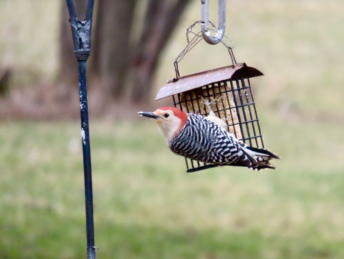 Red-bellied Woodpecker - Eileen Wheeler