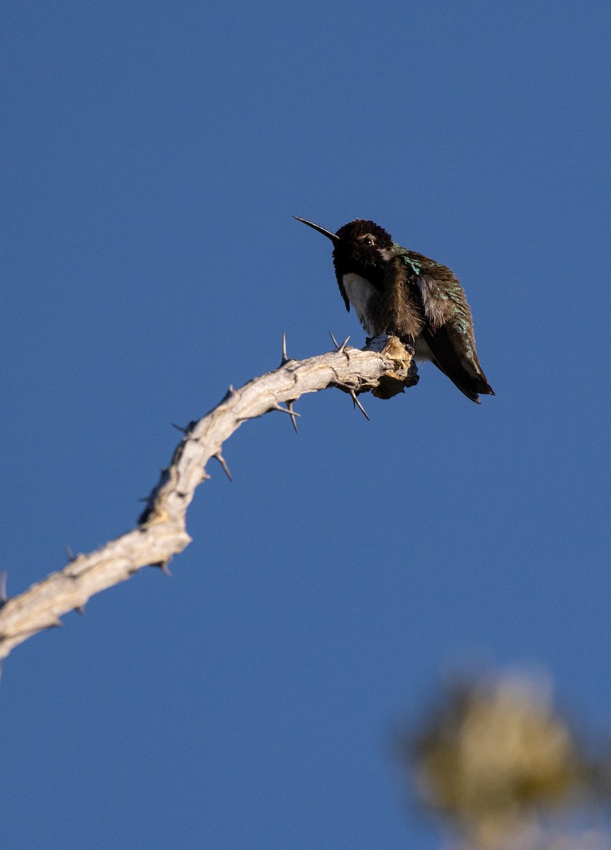 Costa's Hummingbird - ML616038772