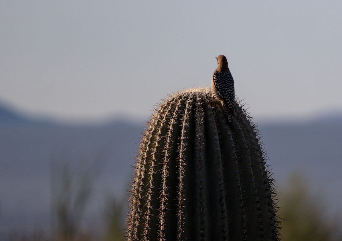 Pic des saguaros - ML616038787