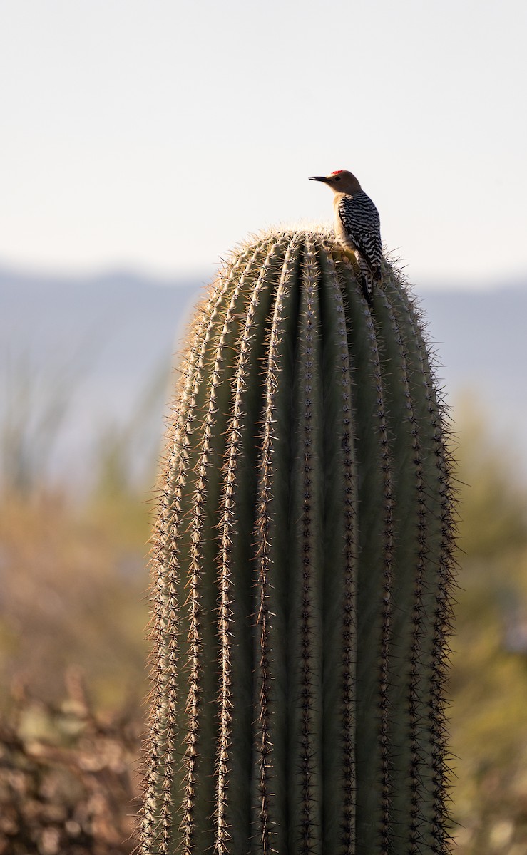 Pic des saguaros - ML616038790
