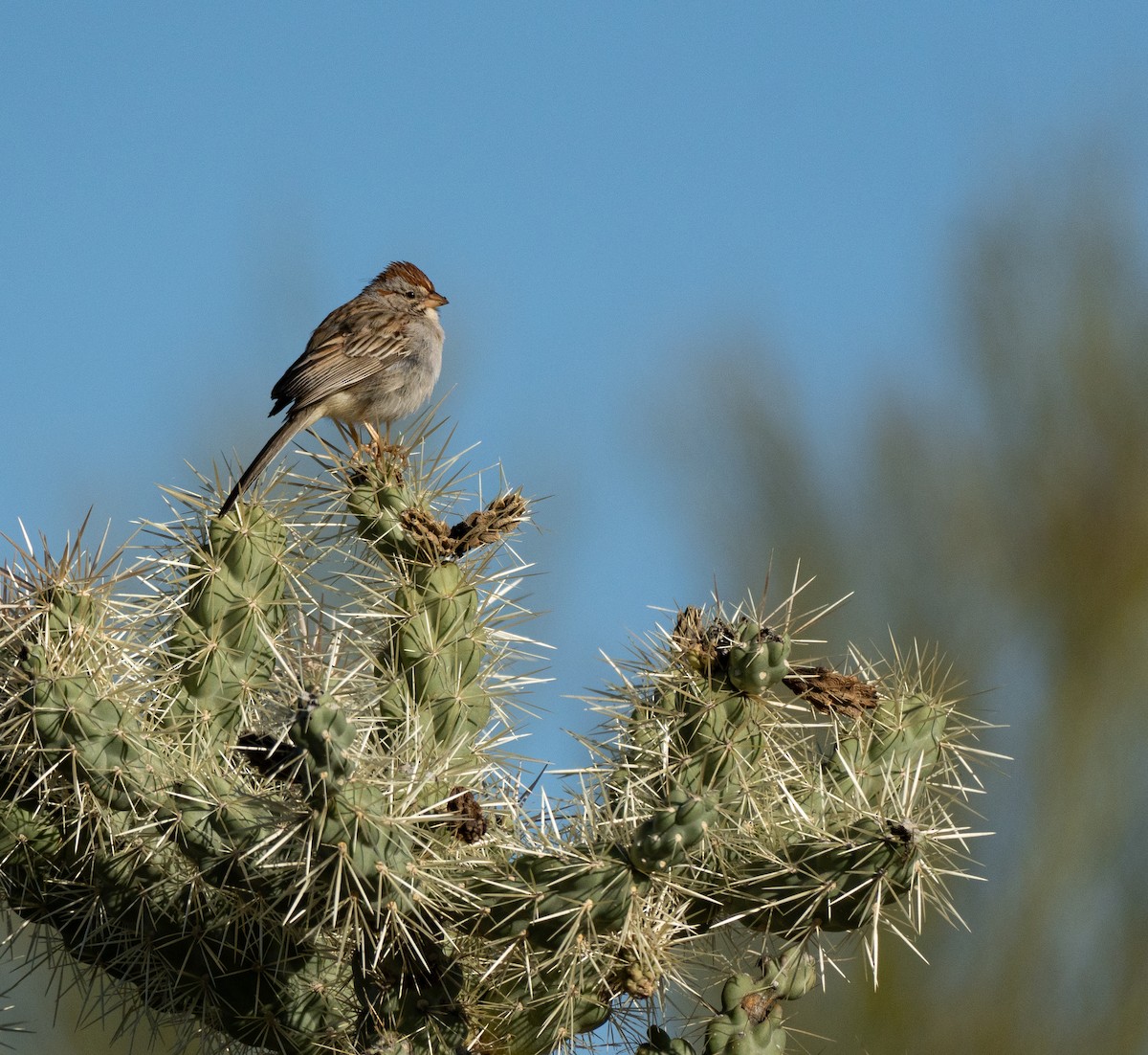 Rufous-winged Sparrow - ML616038855