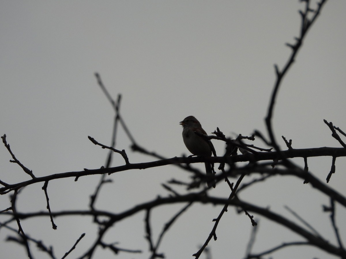 American Tree Sparrow - ML616039019