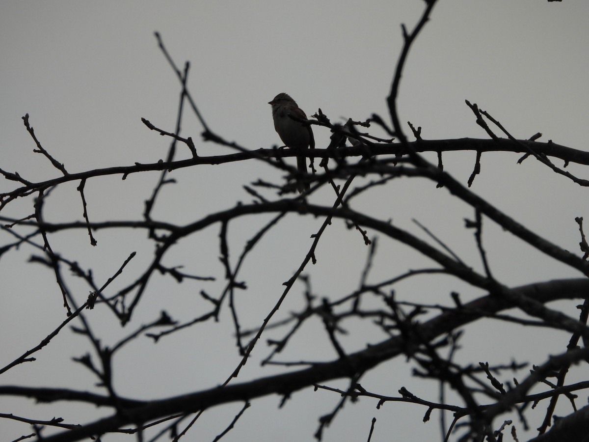 American Tree Sparrow - ML616039021