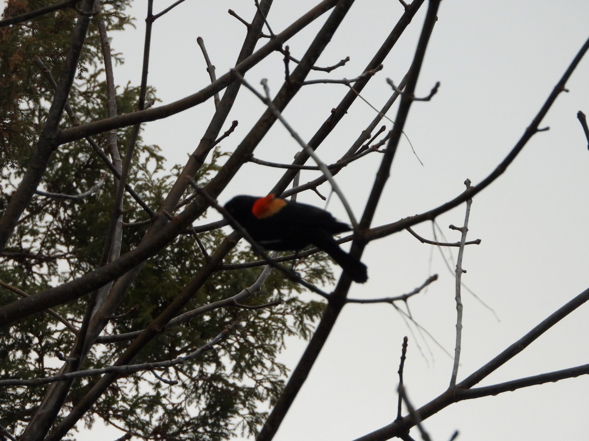 Red-winged Blackbird - spence test