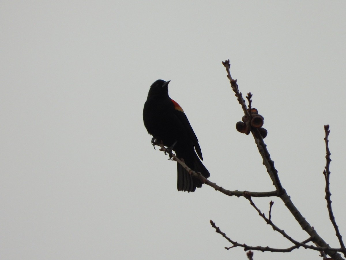Red-winged Blackbird - ML616039078