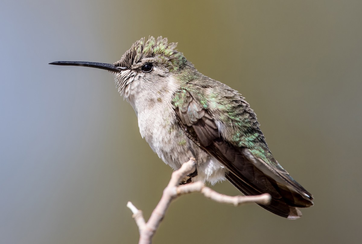 Costa's Hummingbird - ML616039155