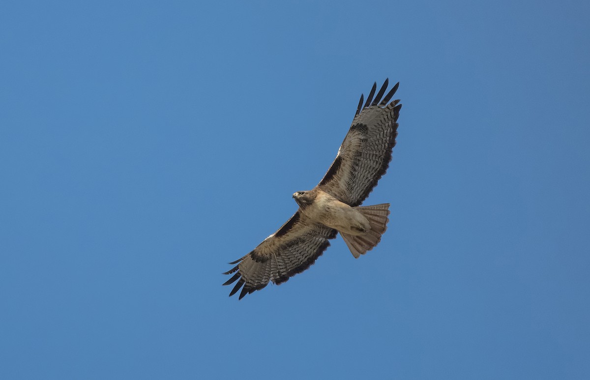 Red-tailed Hawk - ML616039159
