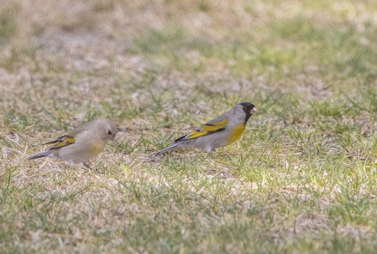 Lawrence's Goldfinch - ML616039227