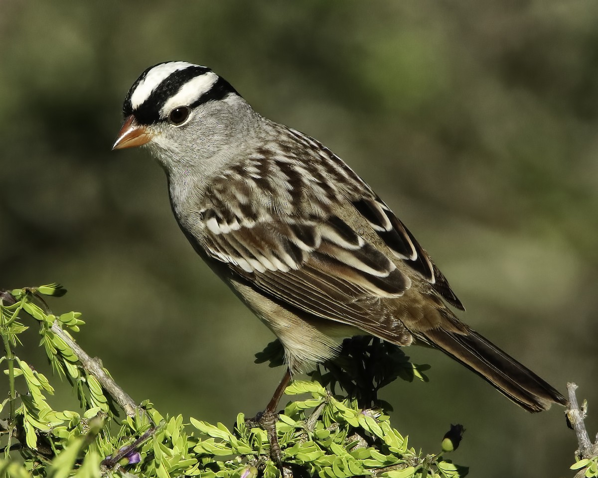 White-crowned Sparrow - ML616039247