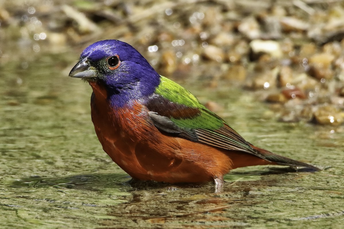 Painted Bunting - ML616039259