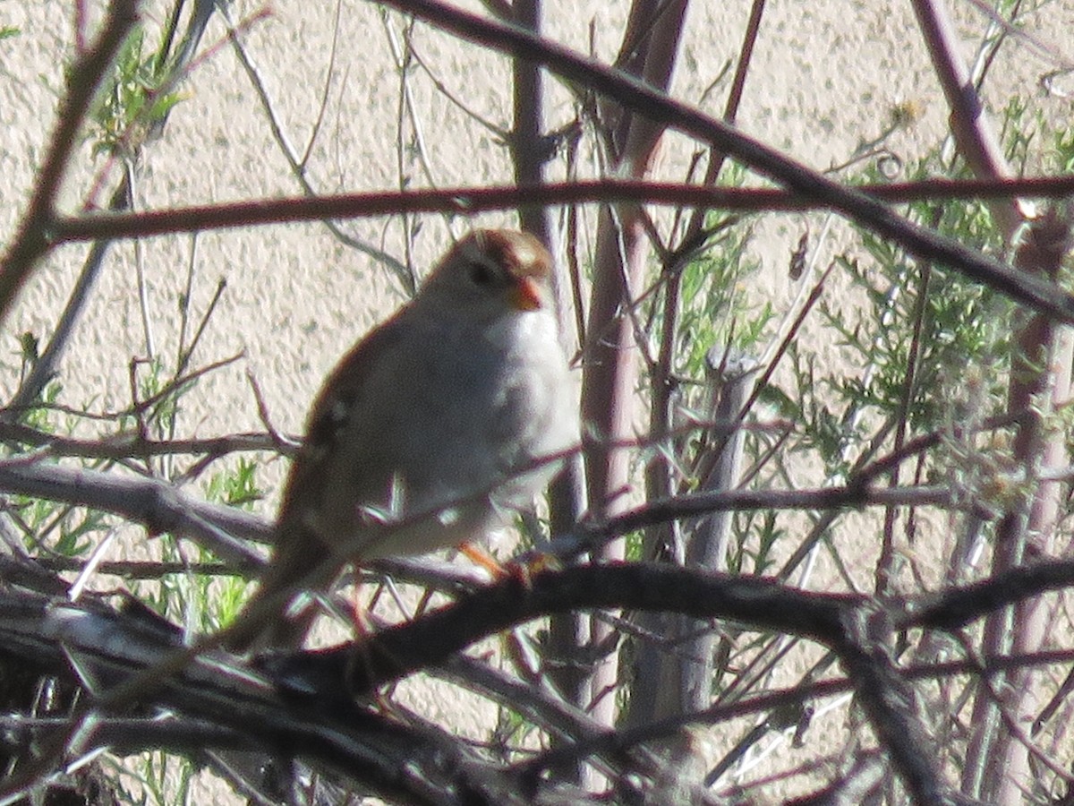 White-crowned Sparrow - ML616039276