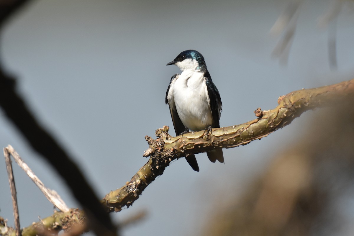 White-winged Swallow - ML616039294