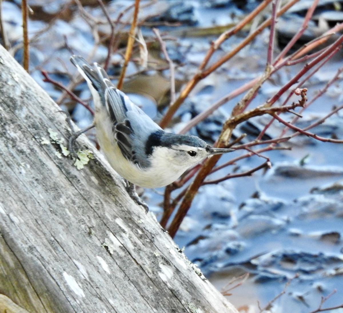 White-breasted Nuthatch - Laurie  Keefe