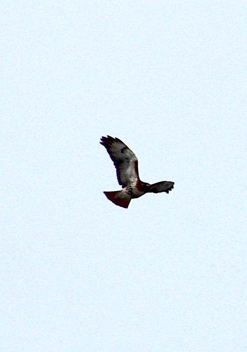 Red-tailed Hawk - ML616039464