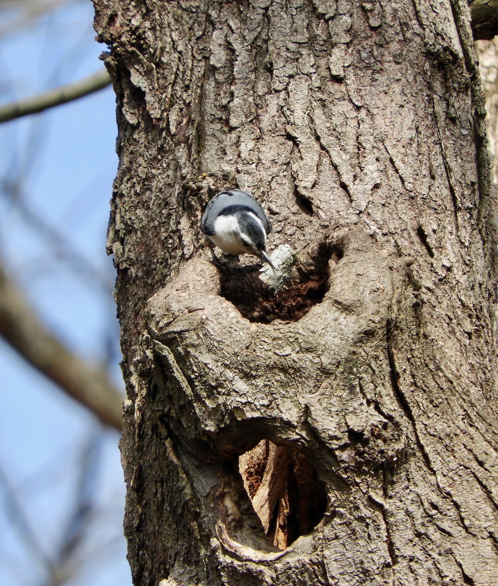 White-breasted Nuthatch - ML616039465