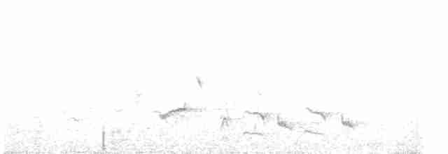 Кропив’янка аравійська - ML616039473