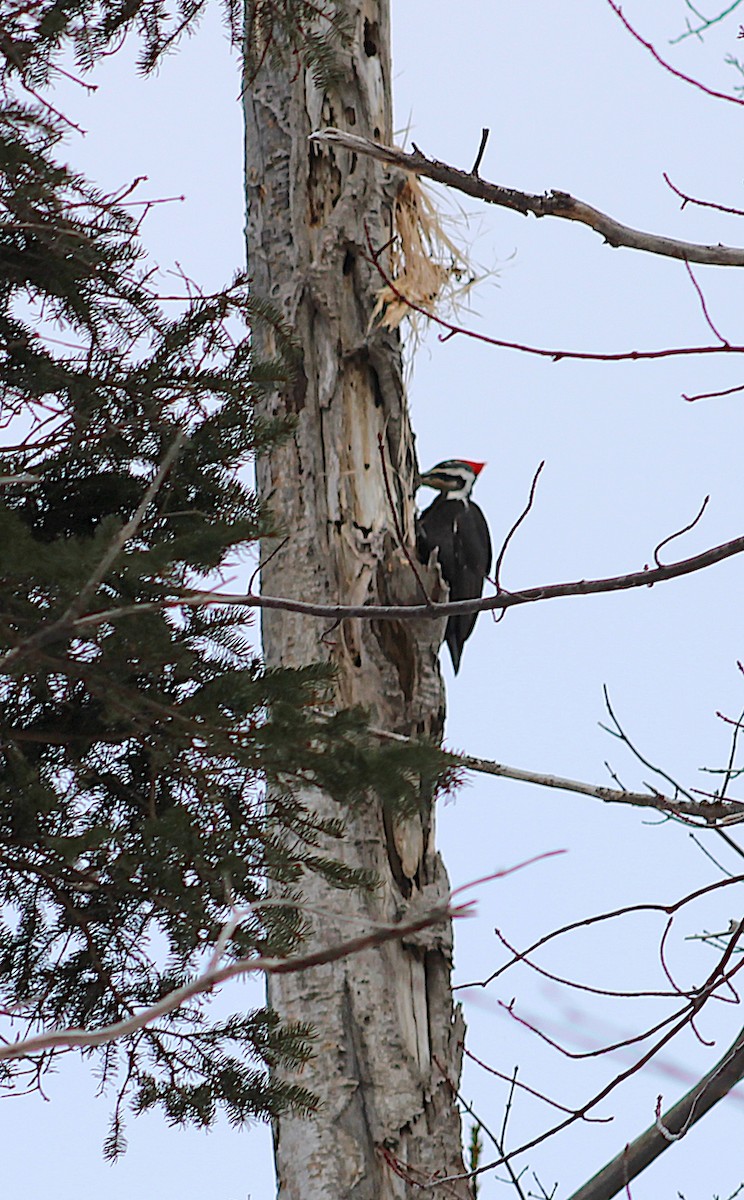 Pileated Woodpecker - ML616039474
