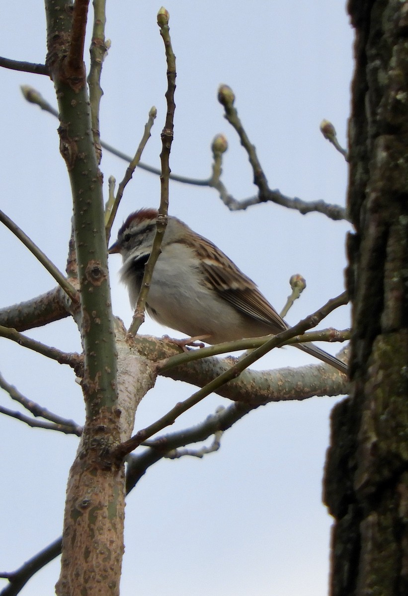 Chipping Sparrow - Sue Plankis