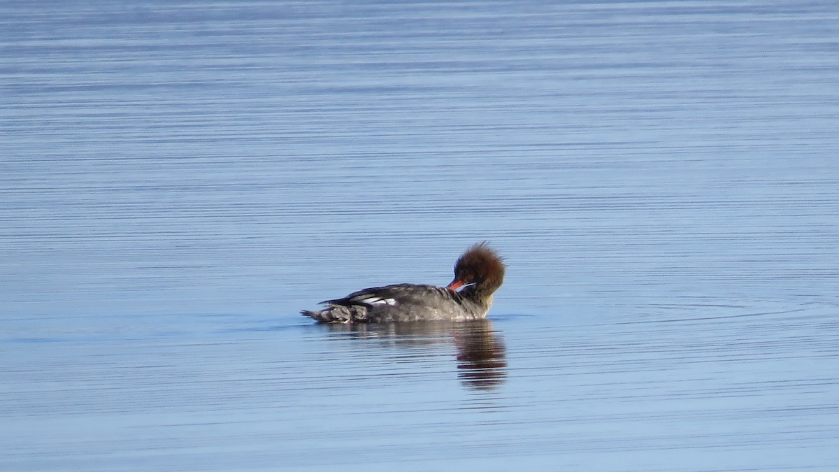 Red-breasted Merganser - Janet McCullough