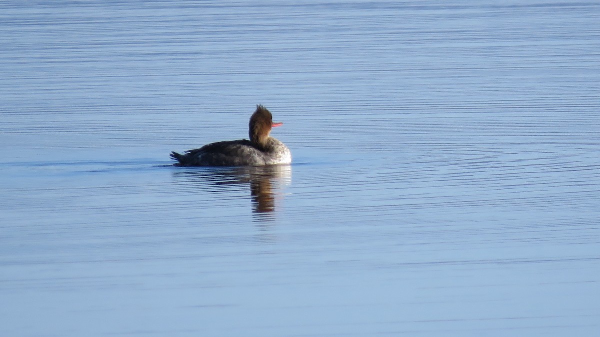 Red-breasted Merganser - Janet McCullough