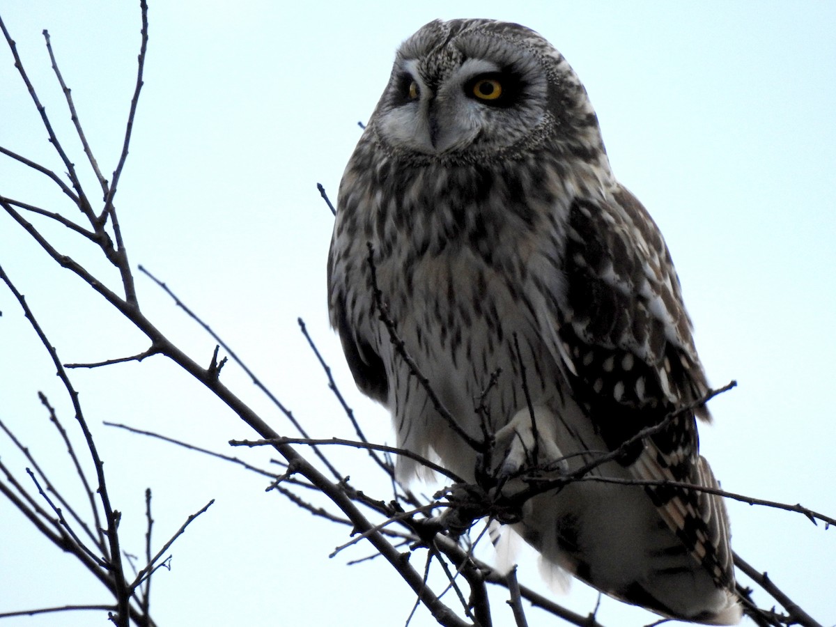 Short-eared Owl - ML616039891