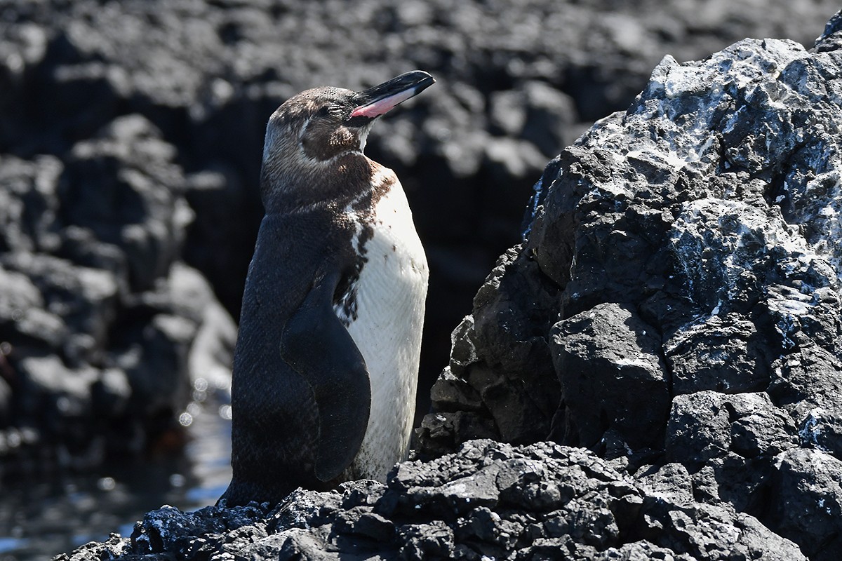 Galapagos Penguin - ML616040054