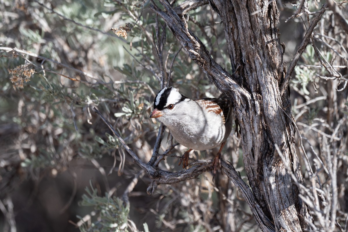 White-crowned Sparrow (oriantha) - ML616040289