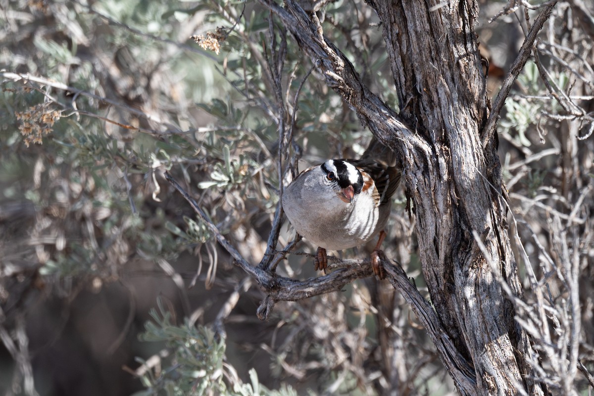 White-crowned Sparrow (oriantha) - ML616040290