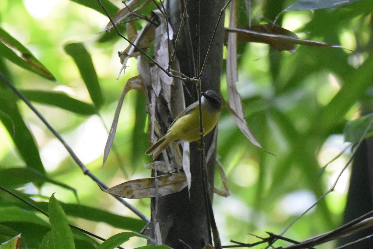 Yellow-bellied Warbler - ML616040477