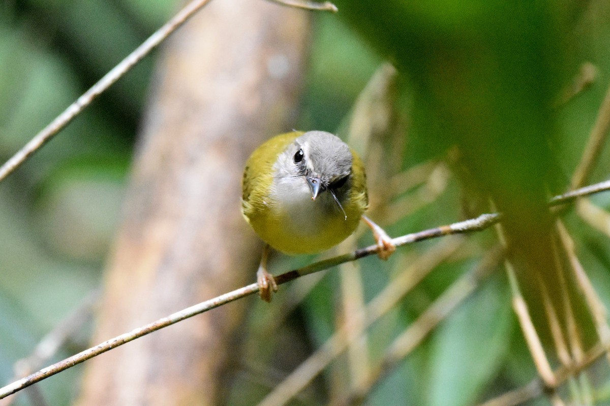 Yellow-bellied Warbler - ML616040494
