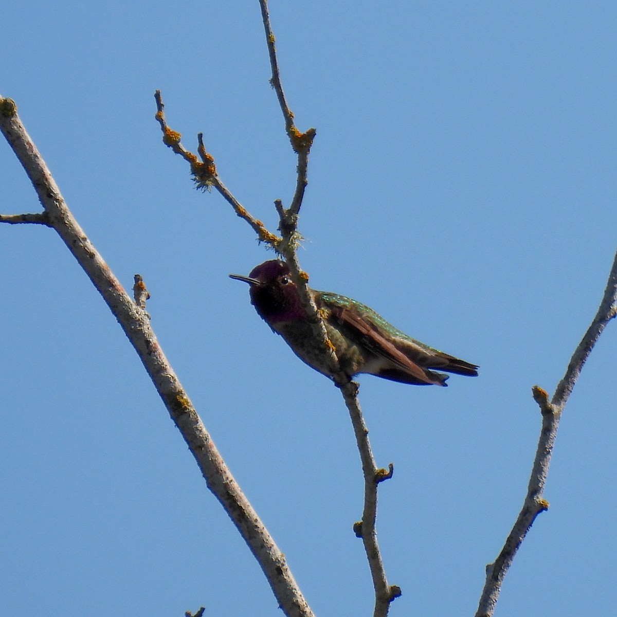 Anna's Hummingbird - ML616040564